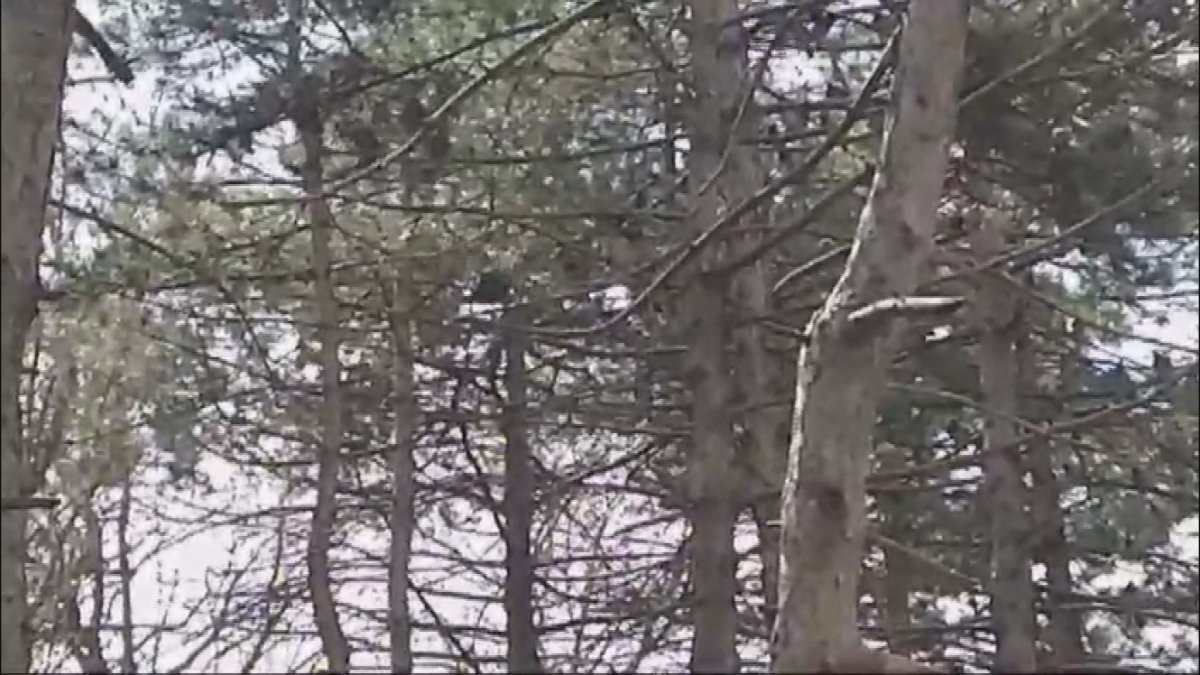 Ağaçta mahsur kalan kuşun itfaiye ekipleri kurtardı