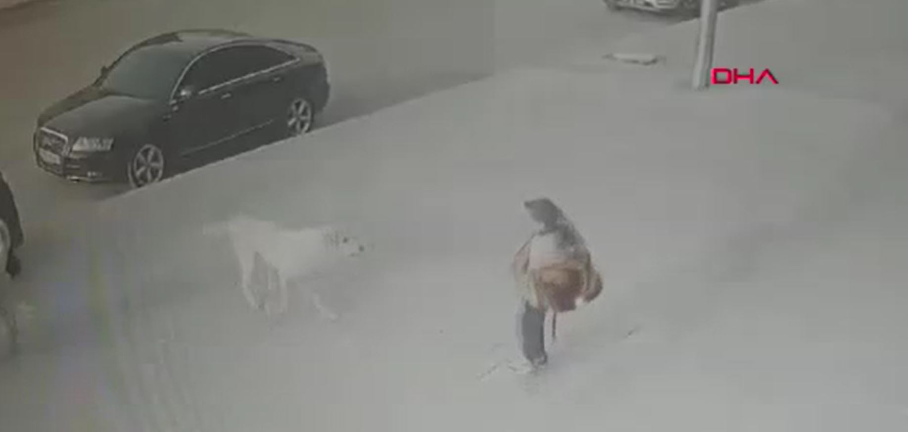 Erzincan’da küçük çocuğa sokak köpekleri saldırdı ‘O anlar kamerada’