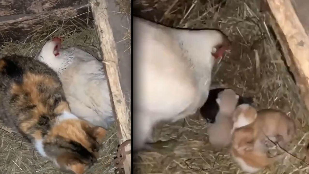 Tavuk kedinin yavrularını çaldı ‘Milyonlarca kişi bu videoyu izledi
