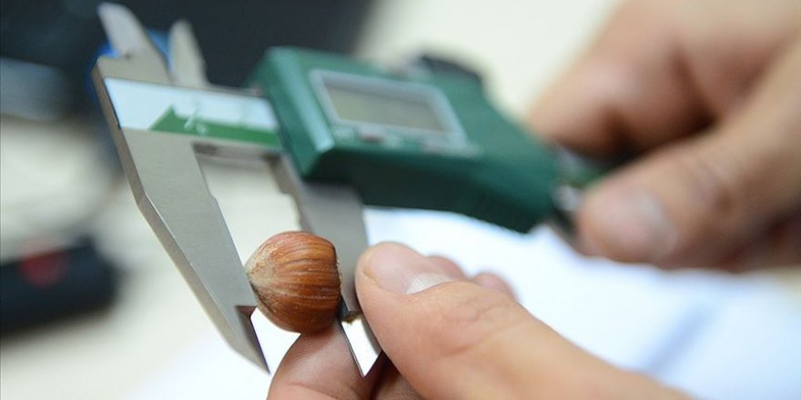 Fındıkta 440 genotip tespit edildi