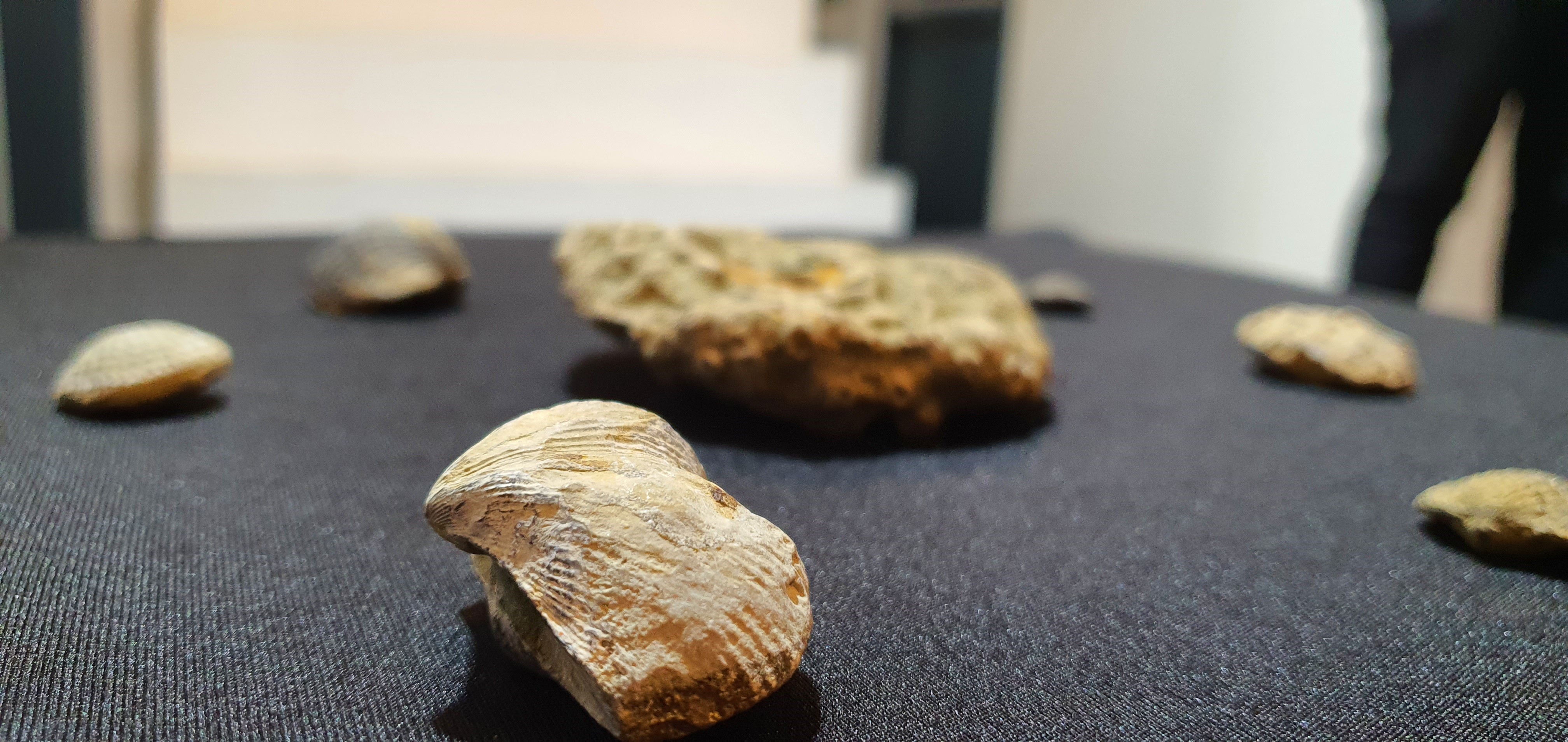 Bir evden 8 parça fosil çıktı