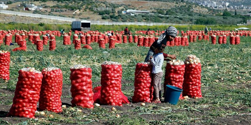 Soğan işçilerinin ramazanda zorlu mesaisi