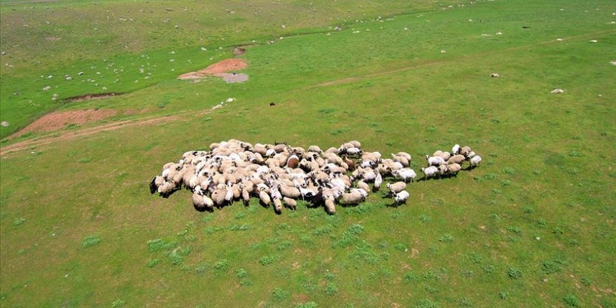 Genç Çiftçi Projesi için koyun alımı yapılacak