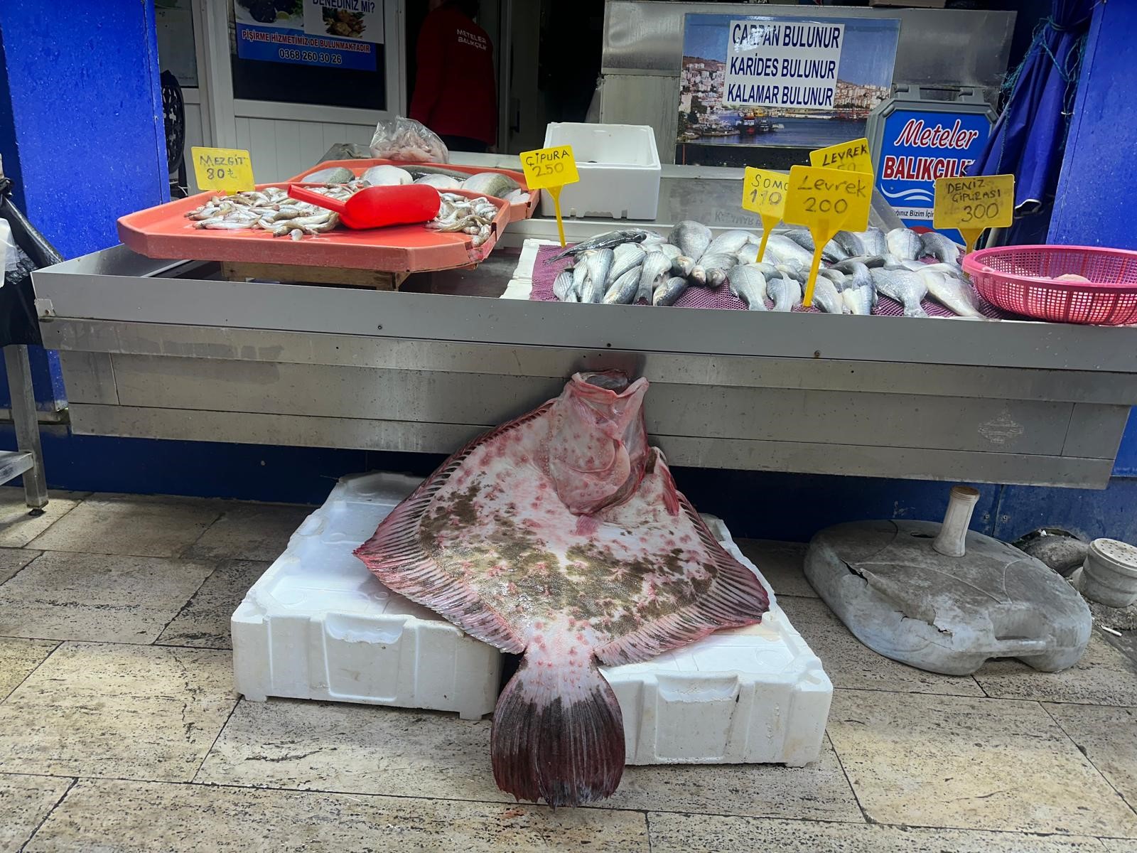 Sinop'ta kalkan balığı 11 bin 500 liraya satışa çıkarıldı