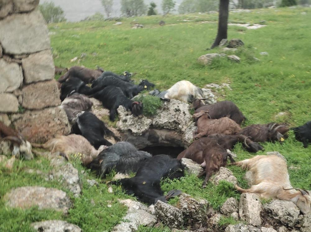Keçilerin üzerine yıldırım düştü! 31 tanesi öldü
