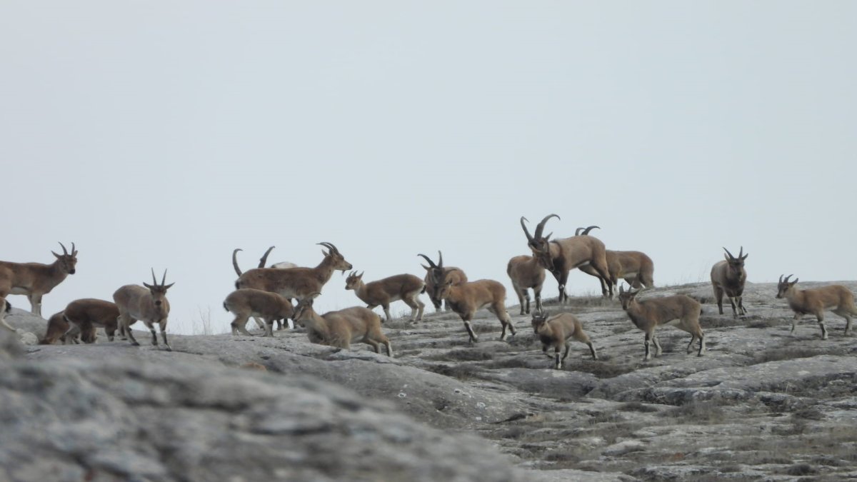 Dağ keçileri doğal ortamlarında görüntülendi