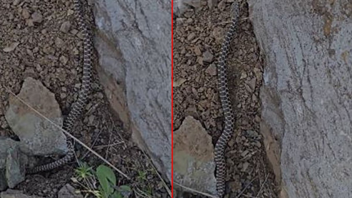 Elazığ'da zehirli yılan paniği