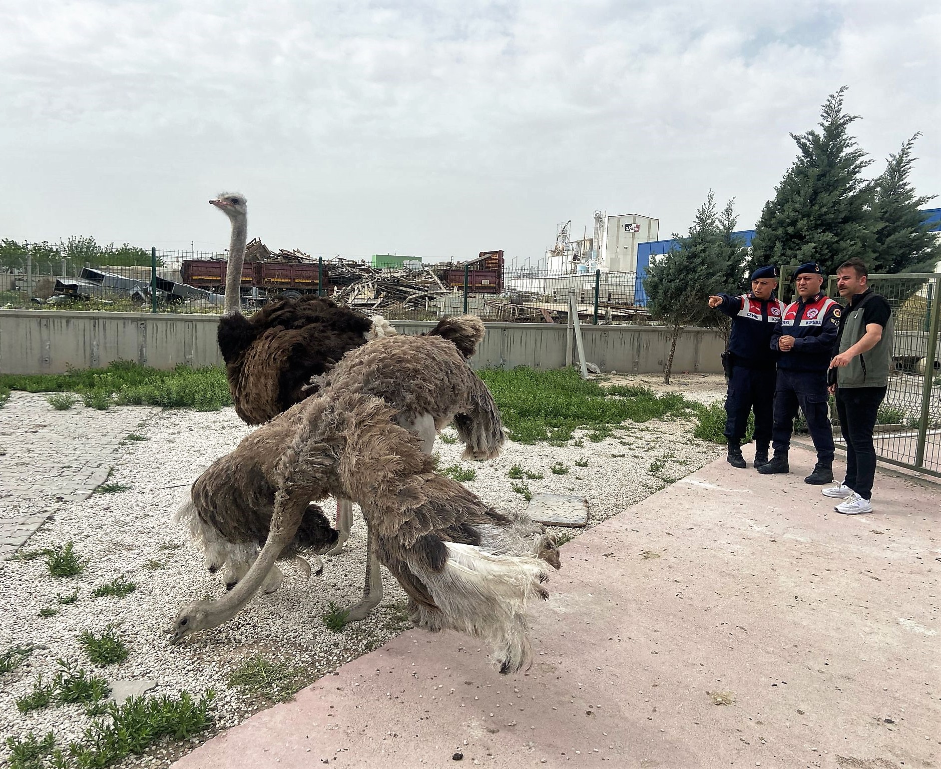 Aksaray'da 4 kuş ele geçirildi