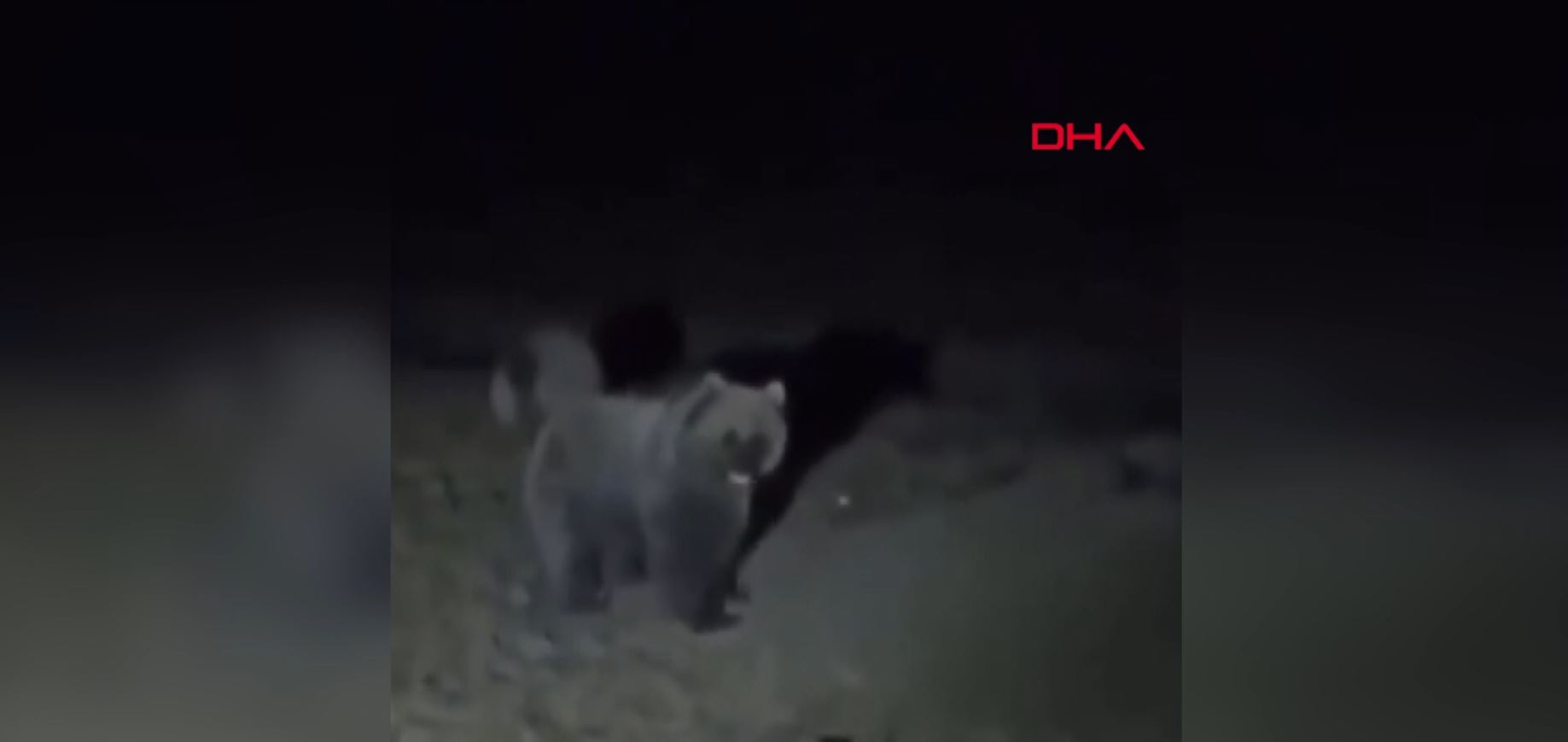 Tokat’ta ayılar kameralara yakalandı