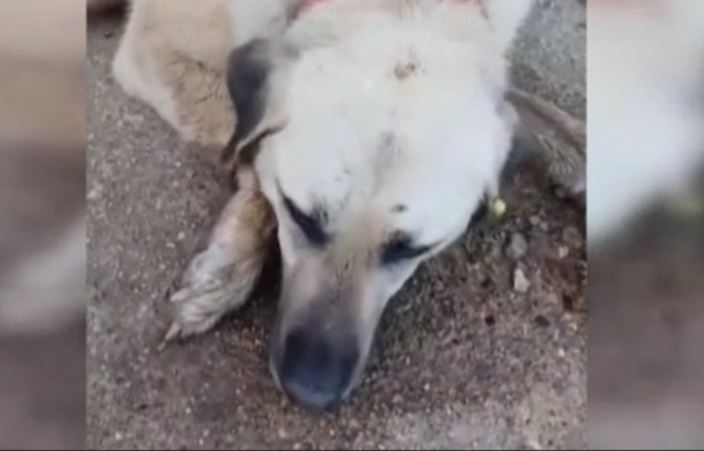 Edirne'de bahçede bakılan 2 köpek zehirlendi