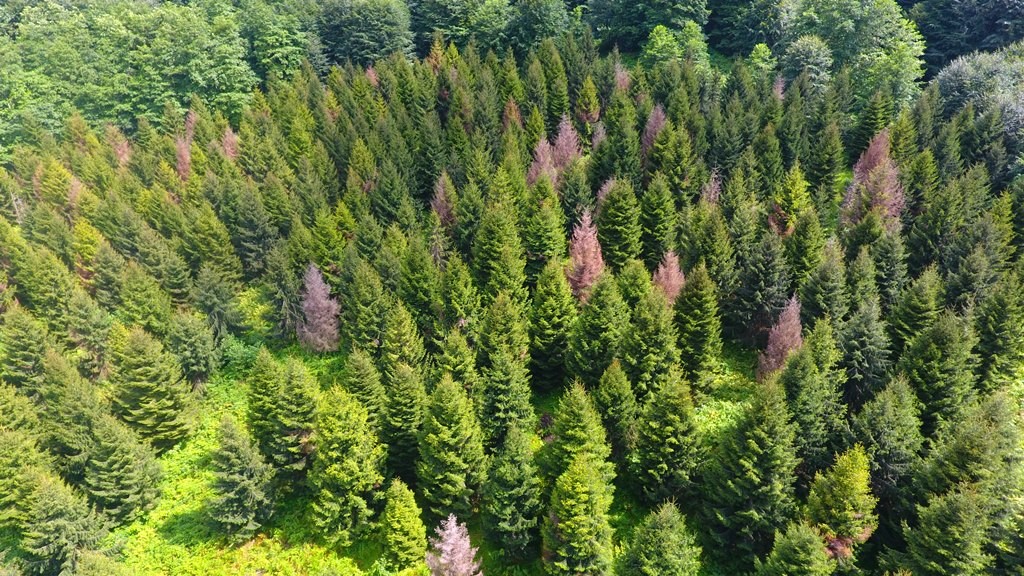 Artvin'deki zararlı böceklere kuş önlemi