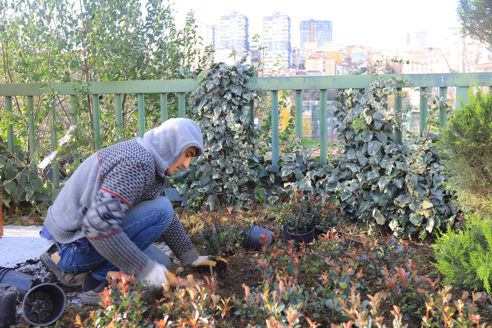 Kağıthane Belediyesi 60 bin ağaç dikti