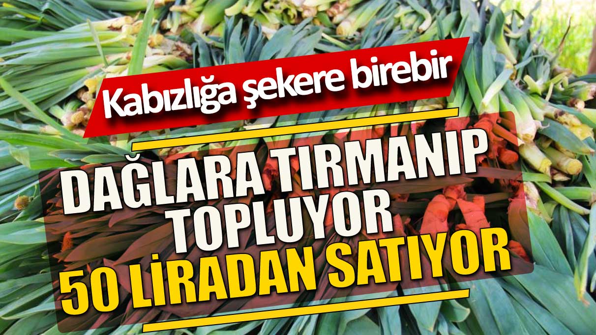 Dağ tepelerinden elleri ile topluyor, 50 liradan satıyor! Şekere kabızlığa birebir