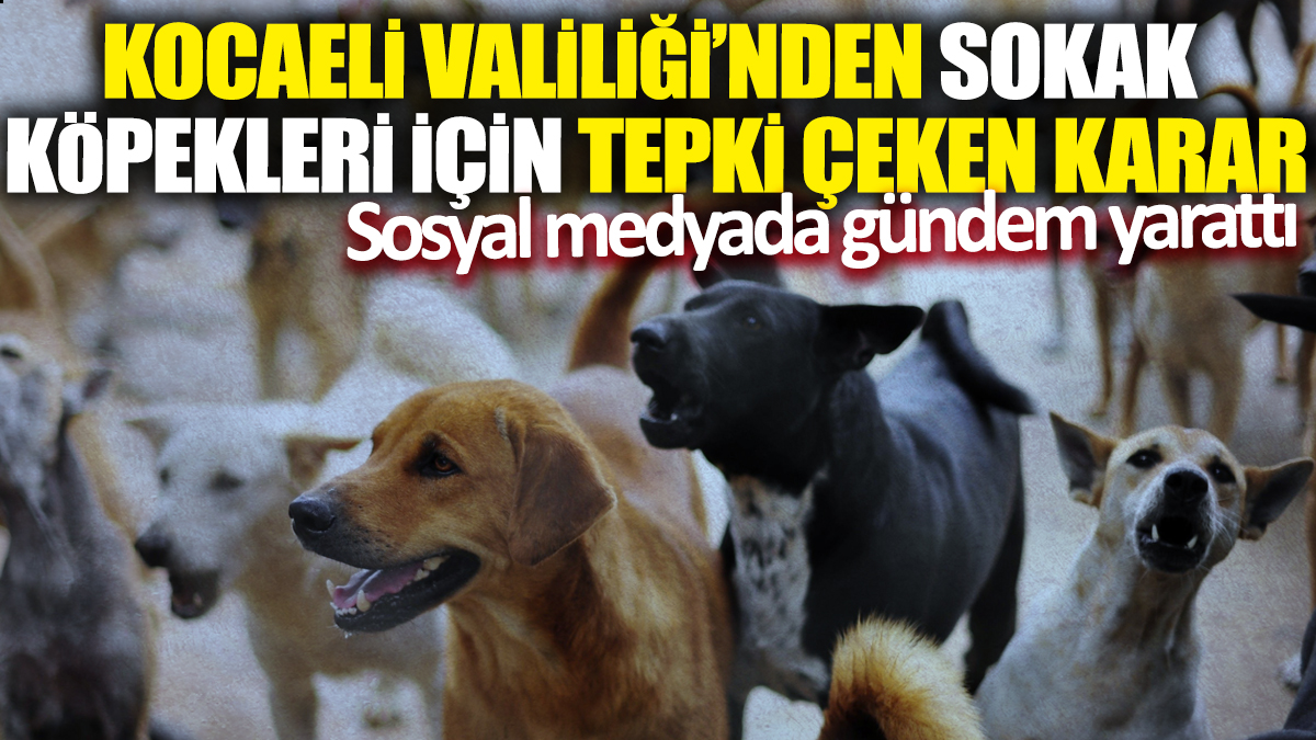 Kocaeli Valiliği'nden sokak köpekleri için tepki çeken karar! Sosyal medyada gündem yarattı