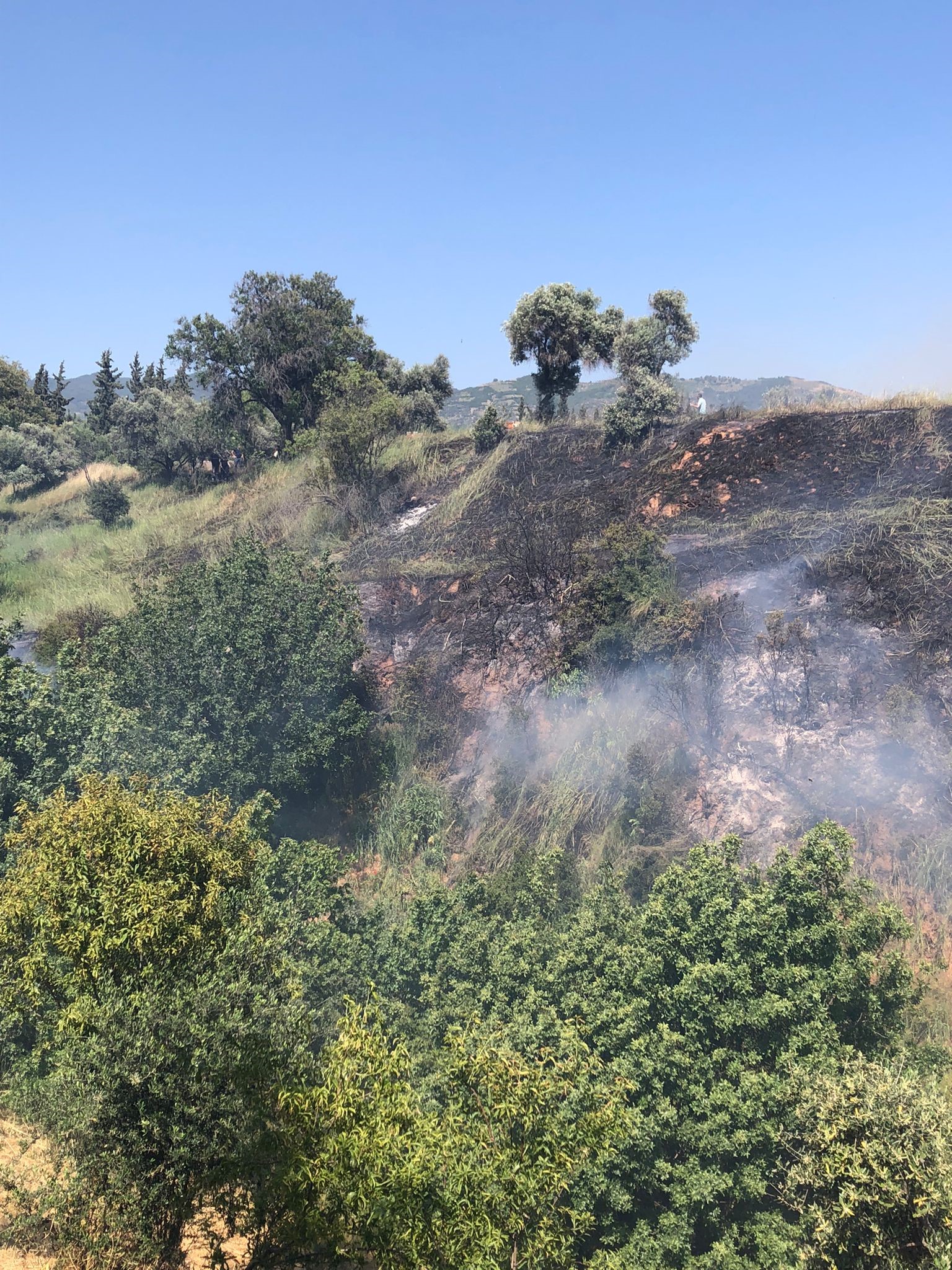 Aydın'da arazi yangını