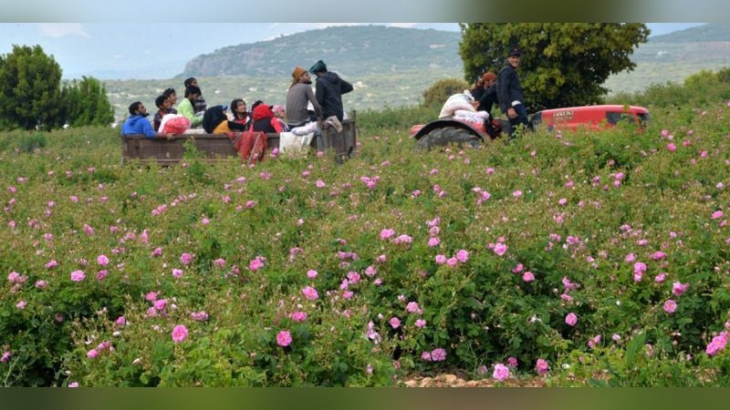 Gül yağının kilosu 9 bin euro'dan satışta!