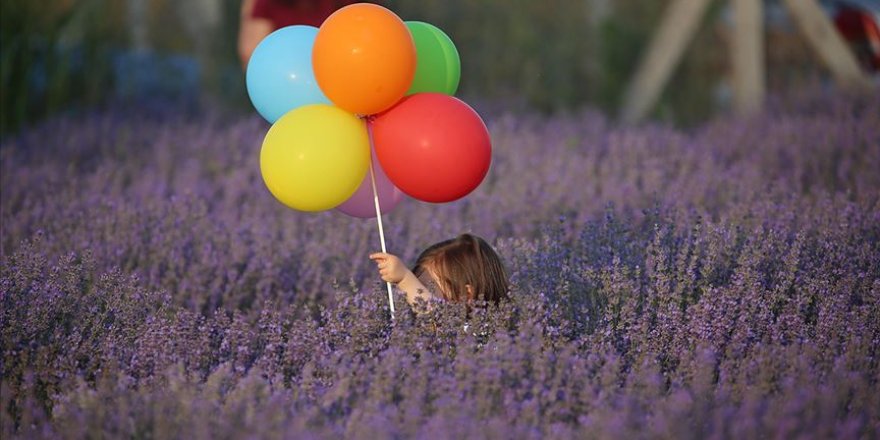 Edirne'de Lavanta Tarla Günleri