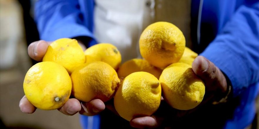 Limon fiyatlarına depoda 'çürüme' etkisi
