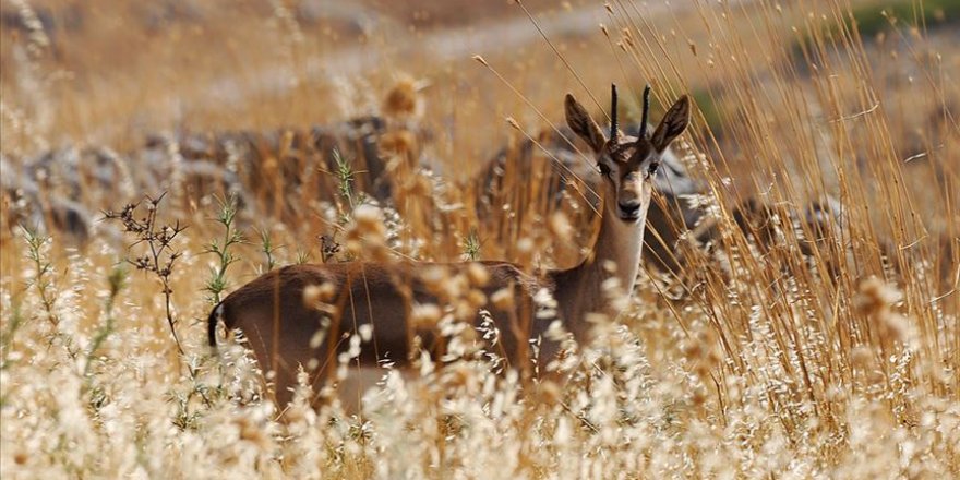 'Gazella gazella' türü dağ ceylanlarının varlığı artıyor