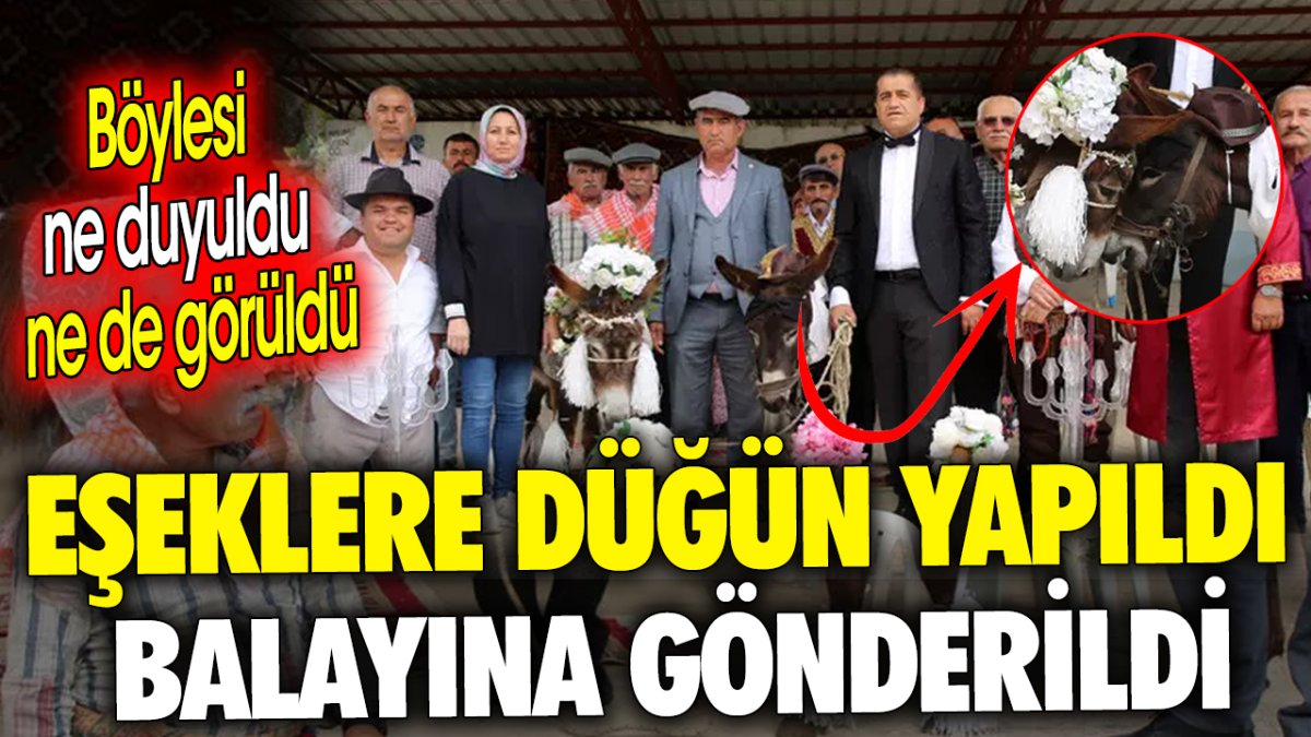 Eşeklere düğün yapıldı balayına gönderildi ‘Böylesi ne duyuldu ne de görüldü’