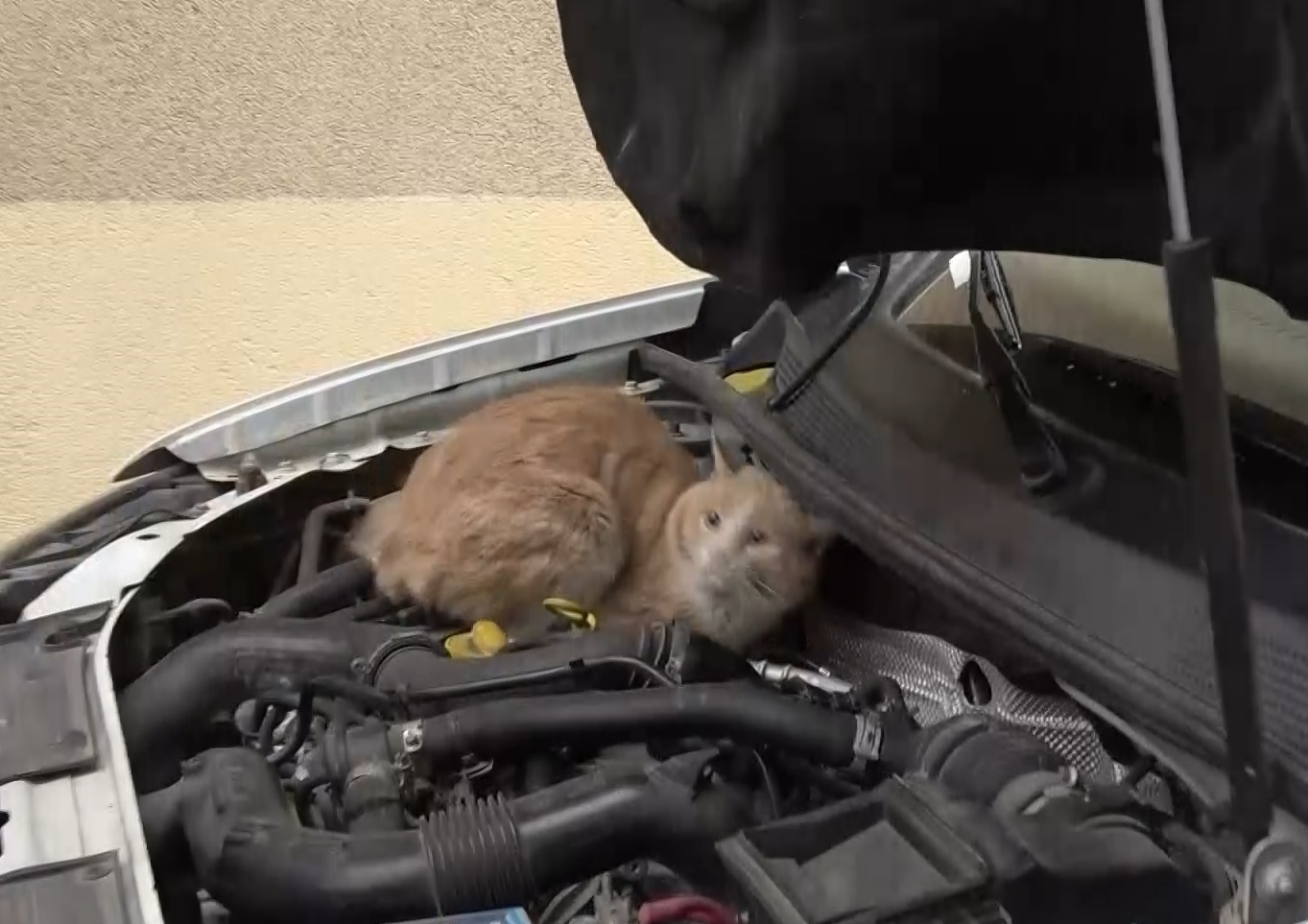 Polis ekipleri araçlara sıkışan kedileri kurtardı
