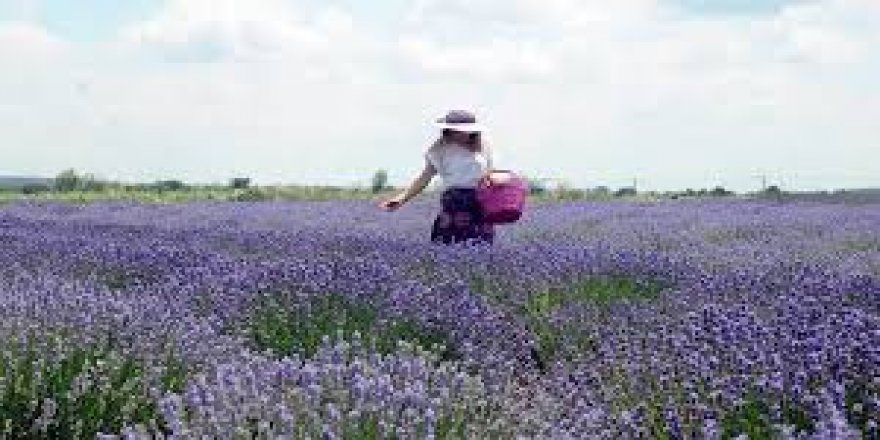 Lavanta tarlalarına 50 bin ziyaretçi