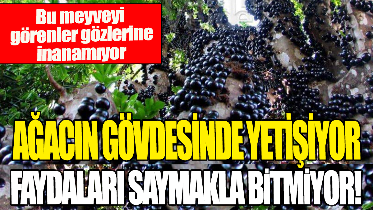 Ağacın gövdesinde yetişiyor faydaları saymakla bitmiyor: Bu meyveyi görenler gözlerine inanamıyor