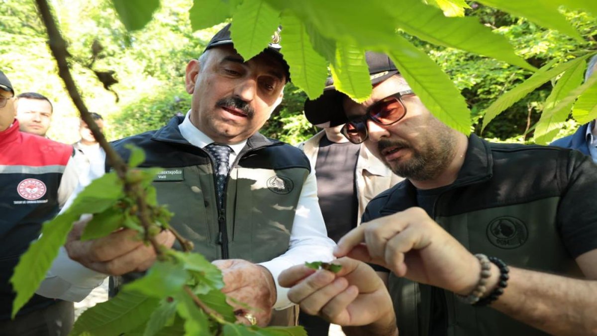 Gal arısına karşın 600 yırtıcı böcek doğaya salındı