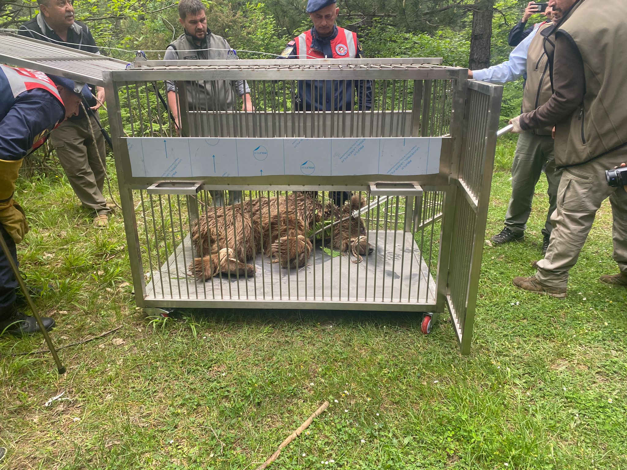 Bursa'da yaralı ayı tedavi altına alındı