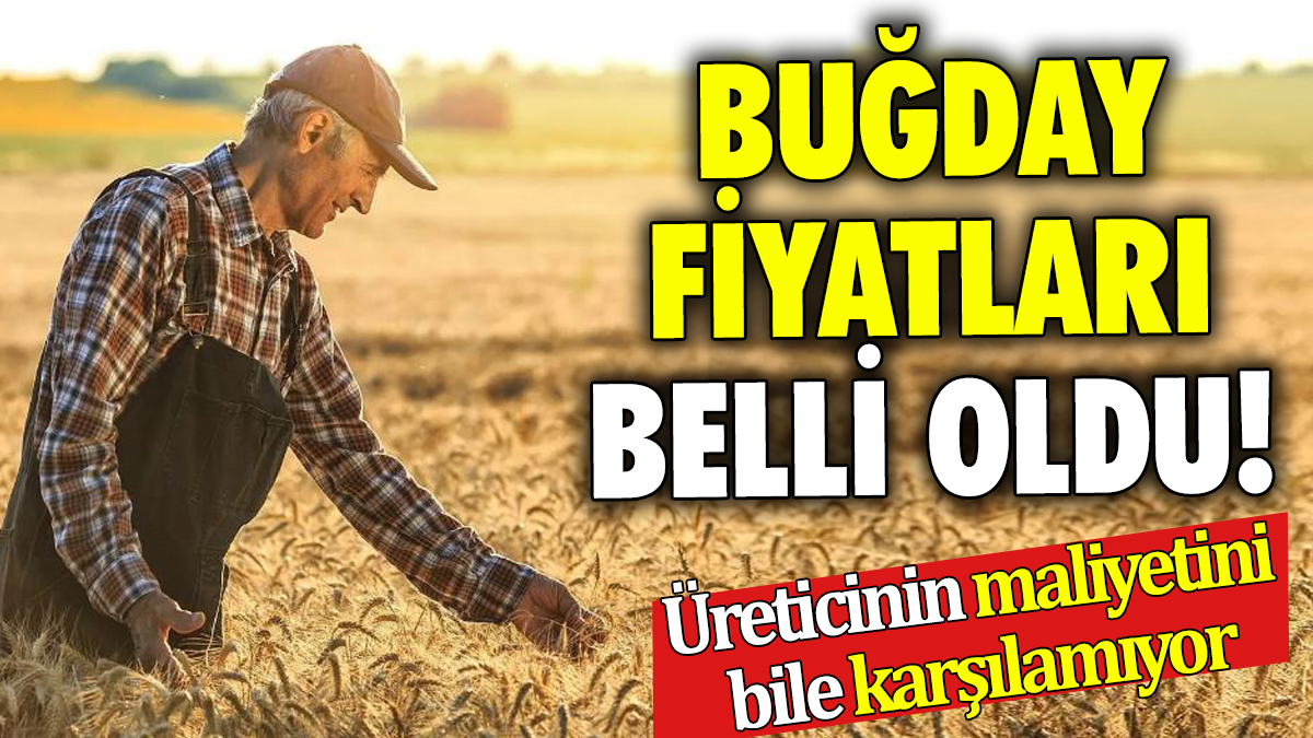 Buğday fiyatları belli oldu! Üreticinin maliyetini bile karşılamıyor