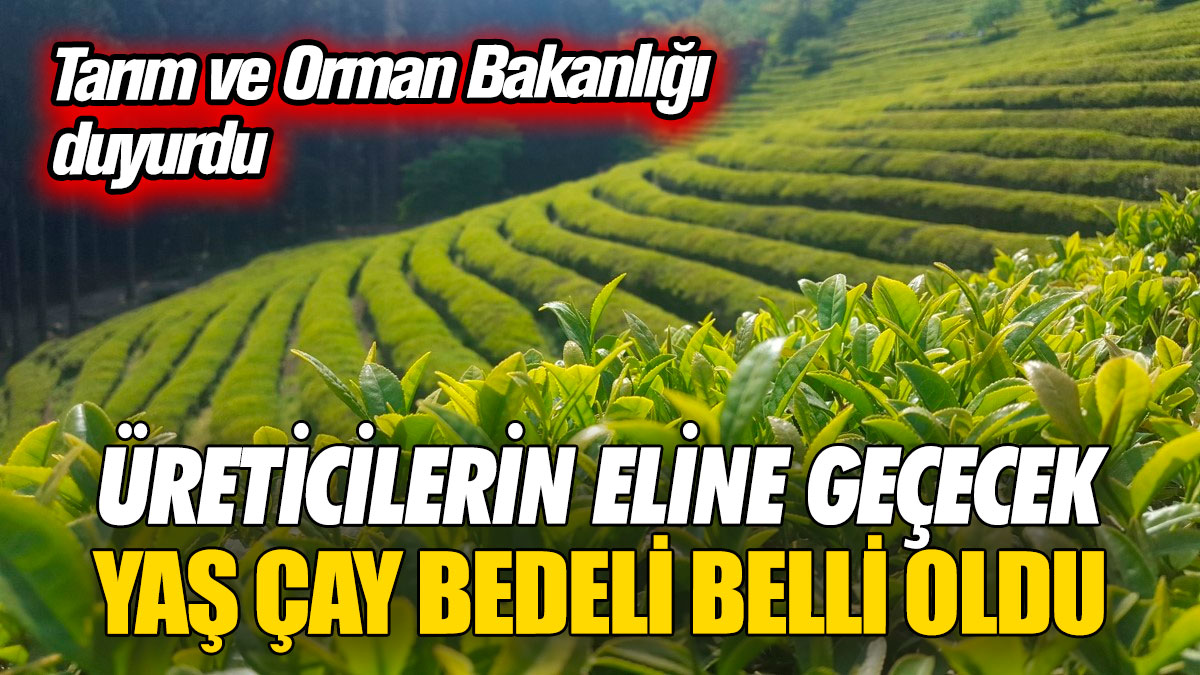 Üreticilerin eline geçecek yaş çay bedeli belli oldu! Tarım ve Orman Bakanlığı duyurdu