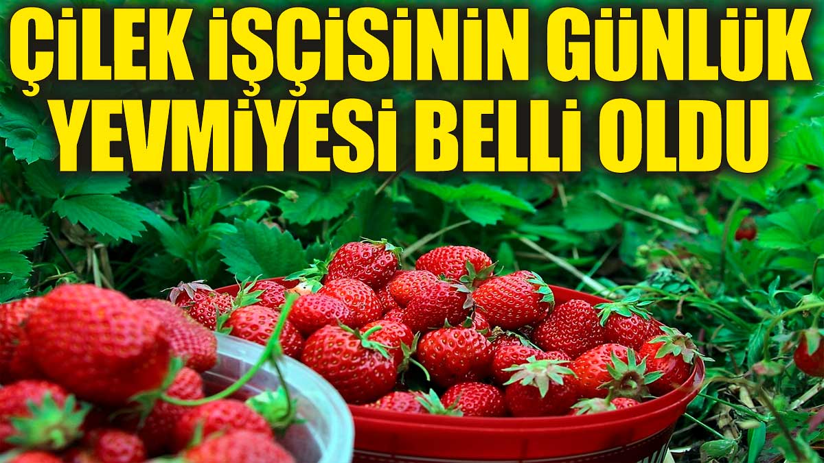 Çilek işçisinin günlük yevmiyesi belli oldu