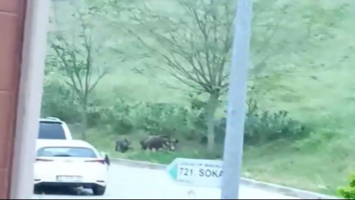 Aç kalan domuz sürüsü şehre indi