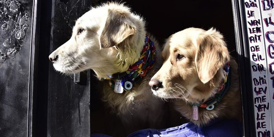 Veterinerlerden 'evcil hayvan besleyenler kayıt altına alınsın' talebi