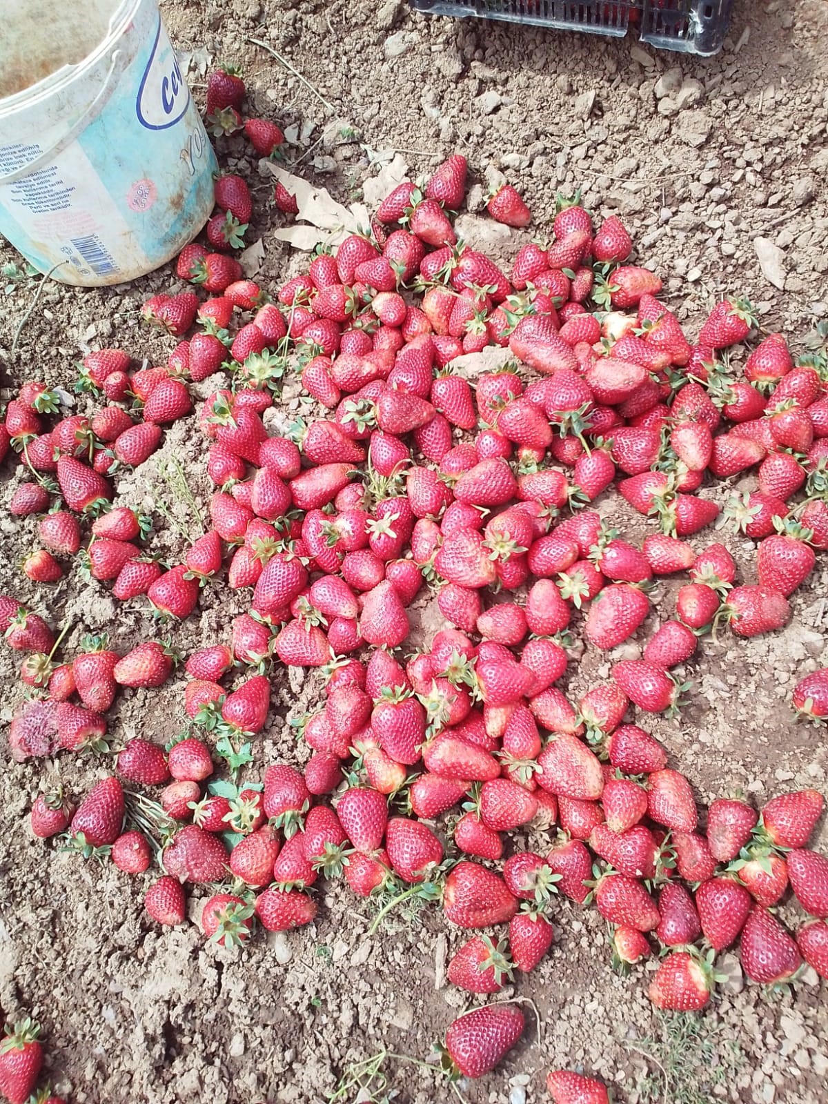 Kahramanmaraş'ta yağmur çilekleri mahvetti