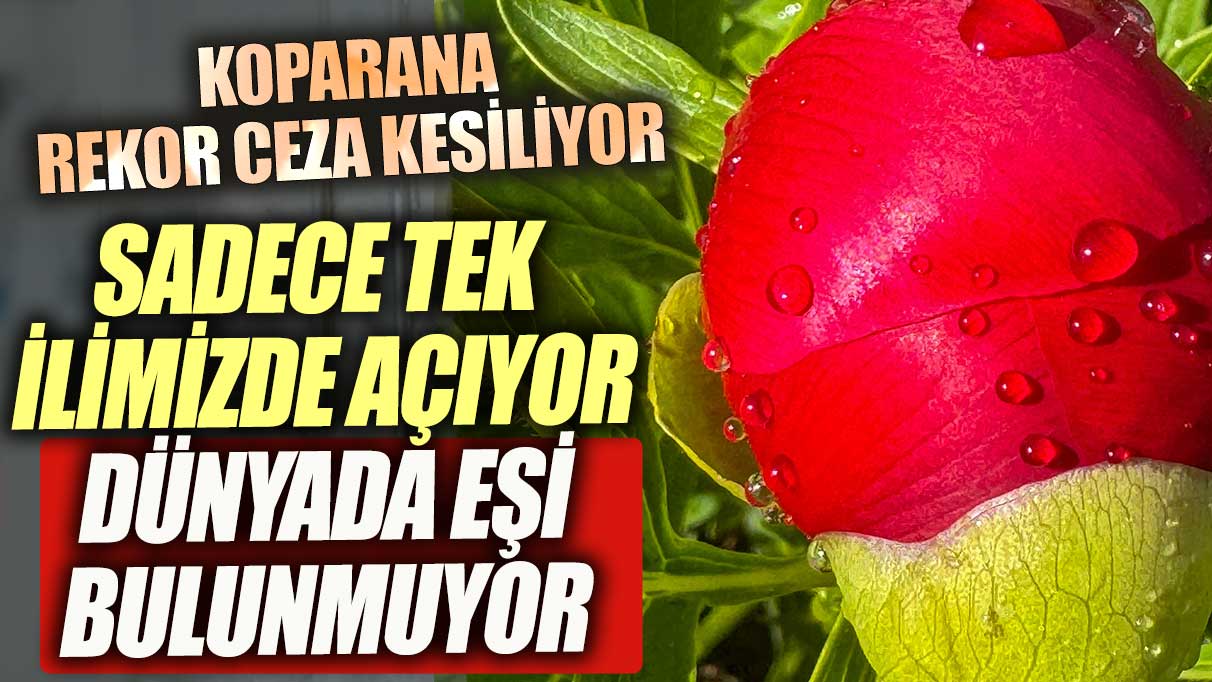 Sadece bir ilde yetişiyor dünyada eşi bulunmuyor! Koparan rekor ceza ödüyor