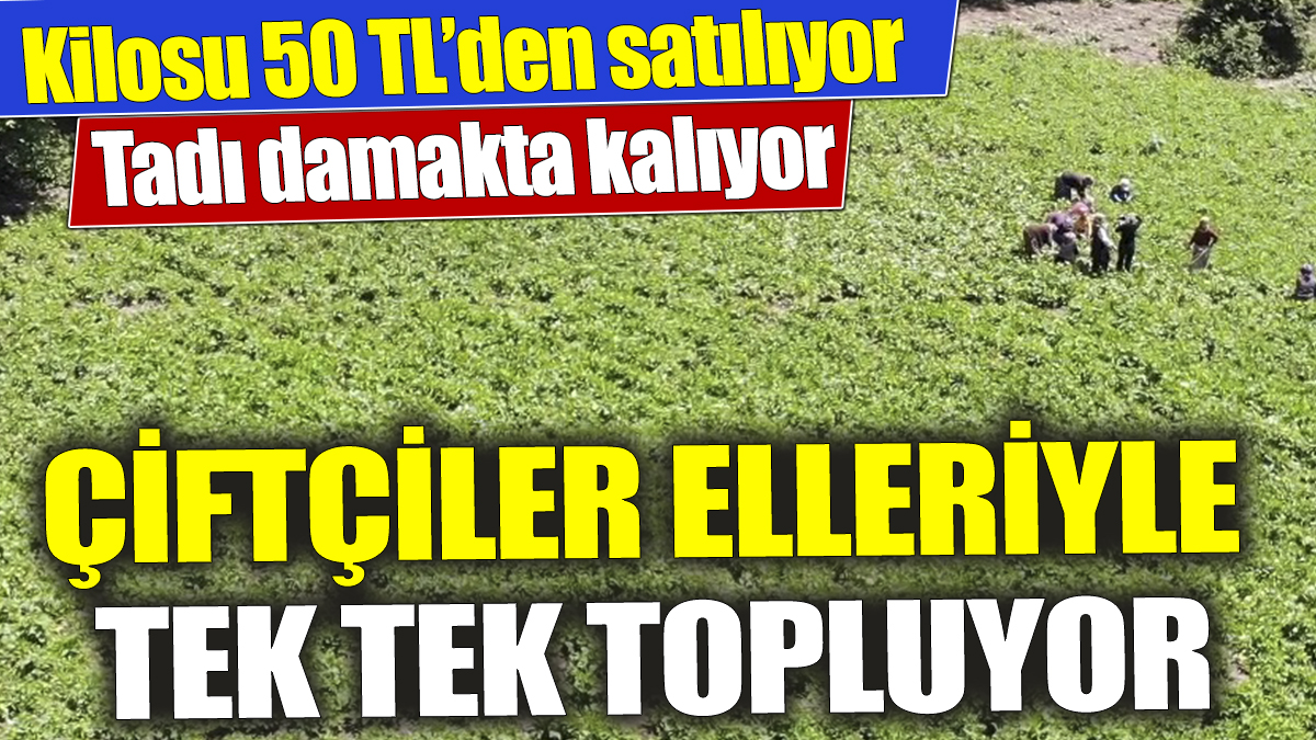 Kilosu 50 TL’den satılıyor ‘Çiftçiler elleriyle tek tek topluyor‘ Tadı damakta kalıyor