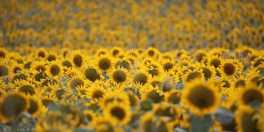 'Doğanın sarı gelini' çiçeklendi