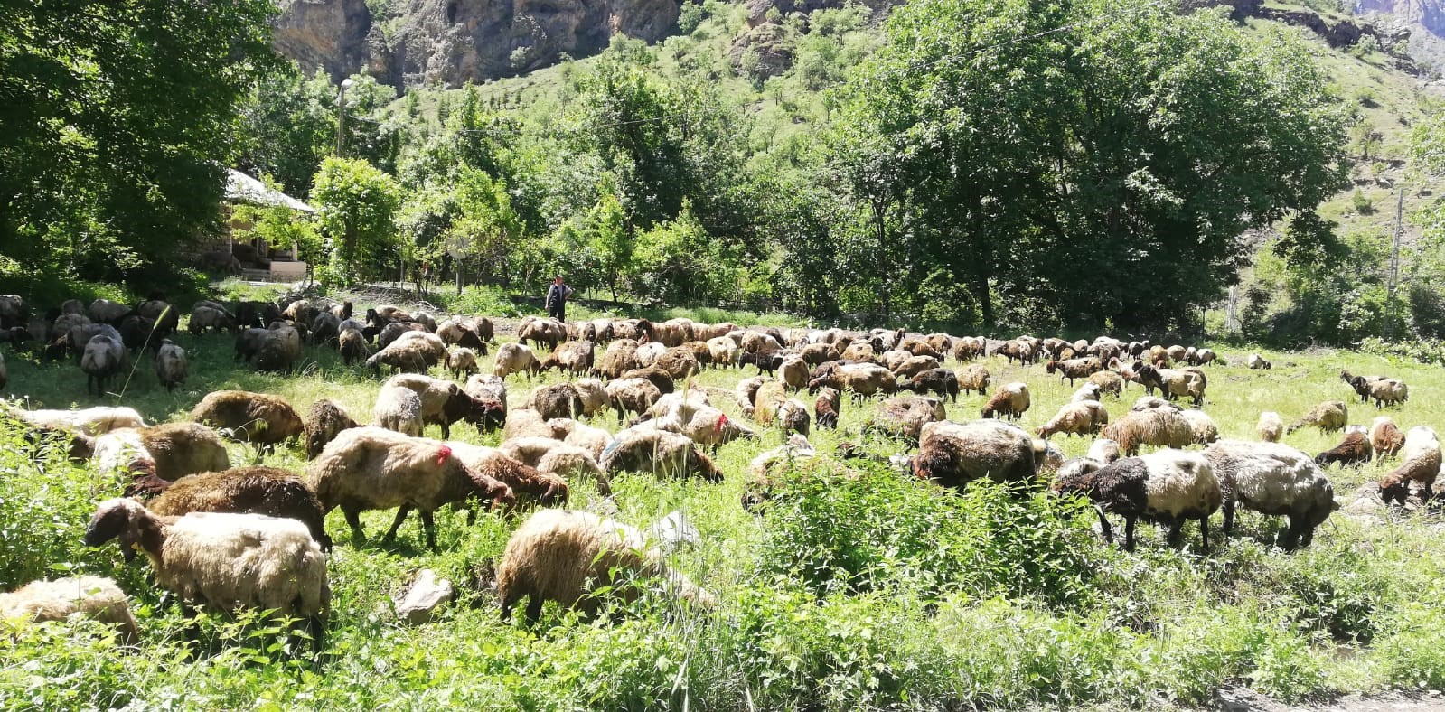 Hakkari'de TIR devrildi: Onlarca koyun telef oldu