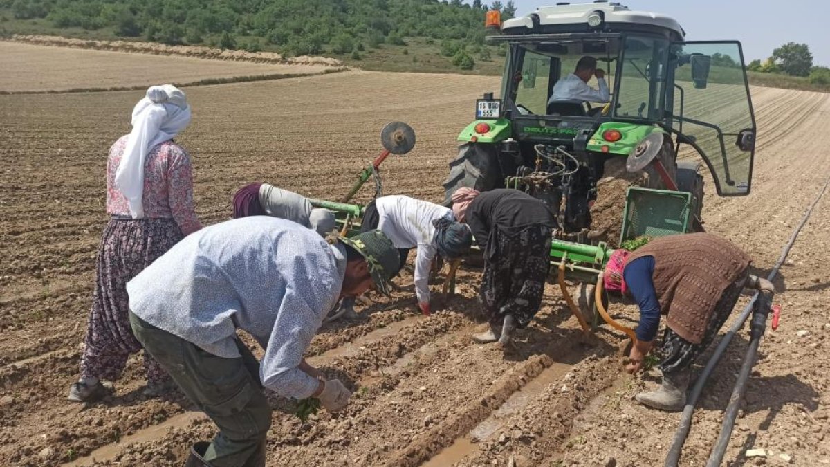 Yeşil altın görücüye çıktı