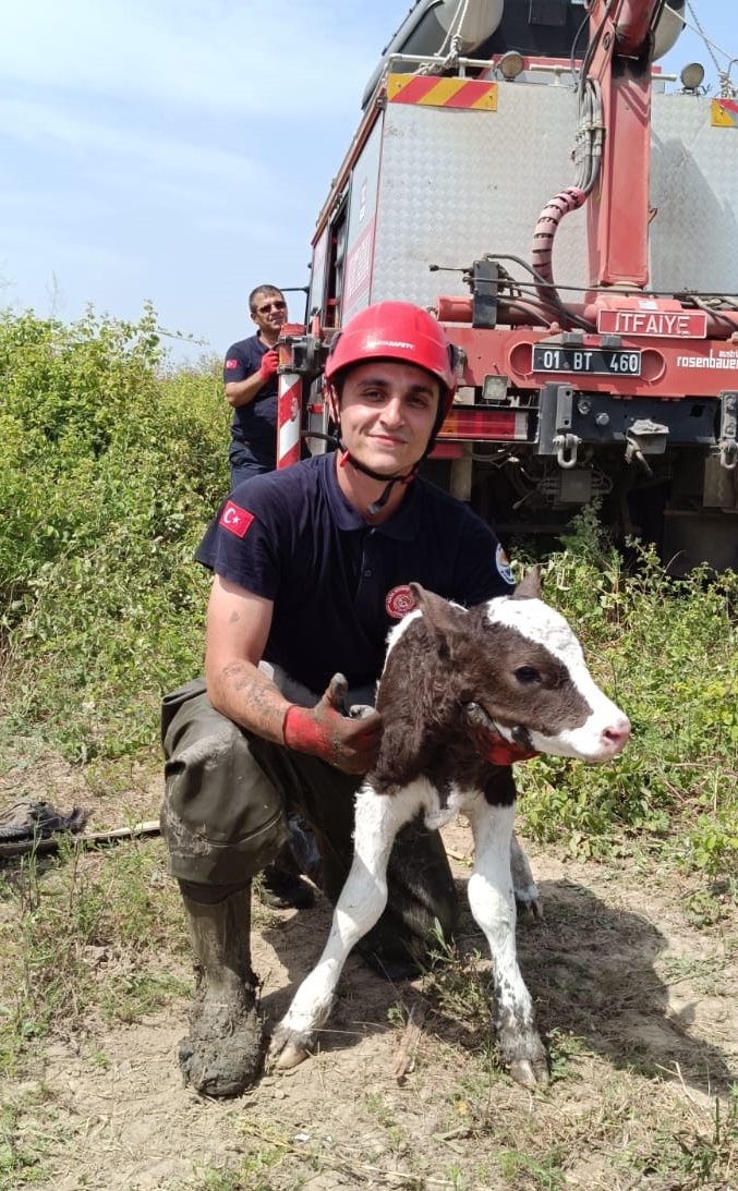 İtfaiye ekipleri inek ve buzağısı kurtardı