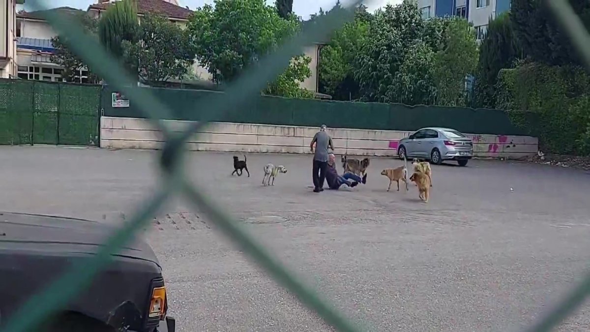 Talihsiz adama 10 başıboş sokak köpeği saldırdı