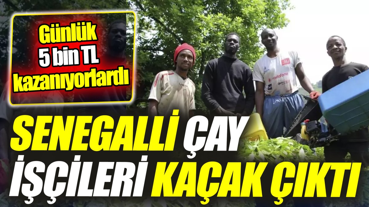 Senegalli çay işçileri kaçak çıktı ‘Günlük 5 bin TL kazanıyorlardı’