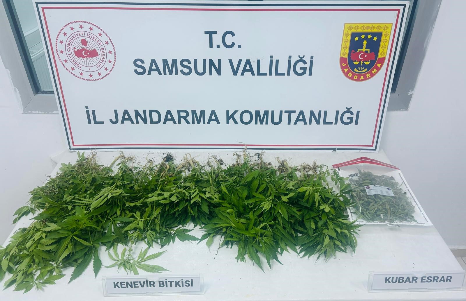 Samsun'da kenevir operasyonu