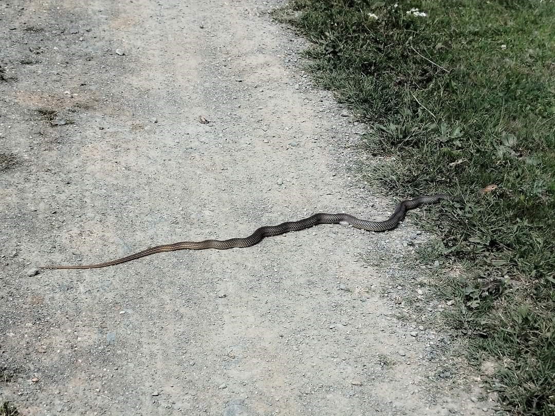 Kastamonu'da etrafı yılanlar sardı