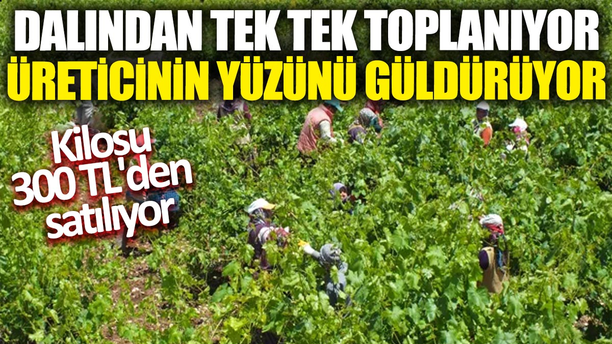 Üreticinin yüzünü güldürüyor! Kilosu 300 TL'den satılıyor