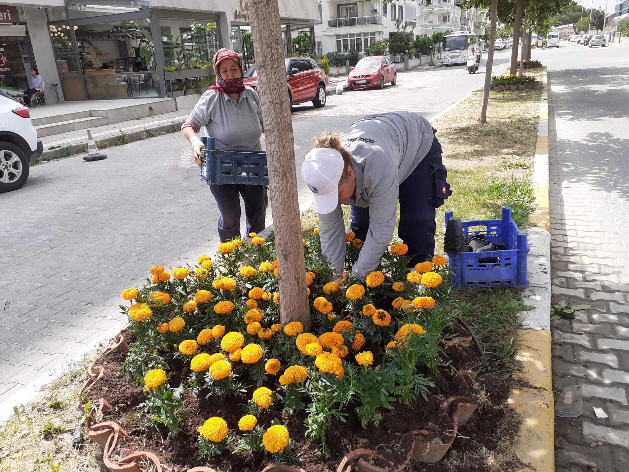 Aydın Söke’de parklar çiçeklerle renkleniyor