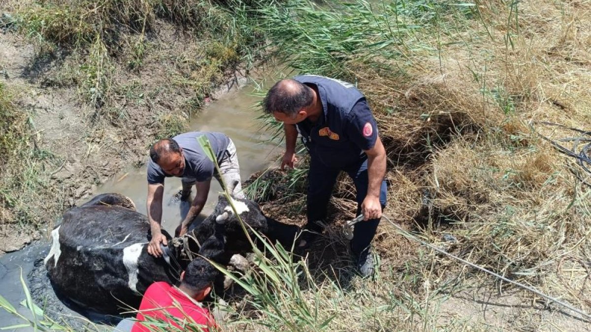 Sulama kanalına düşen İneğin imdadına itfaiye yetişti