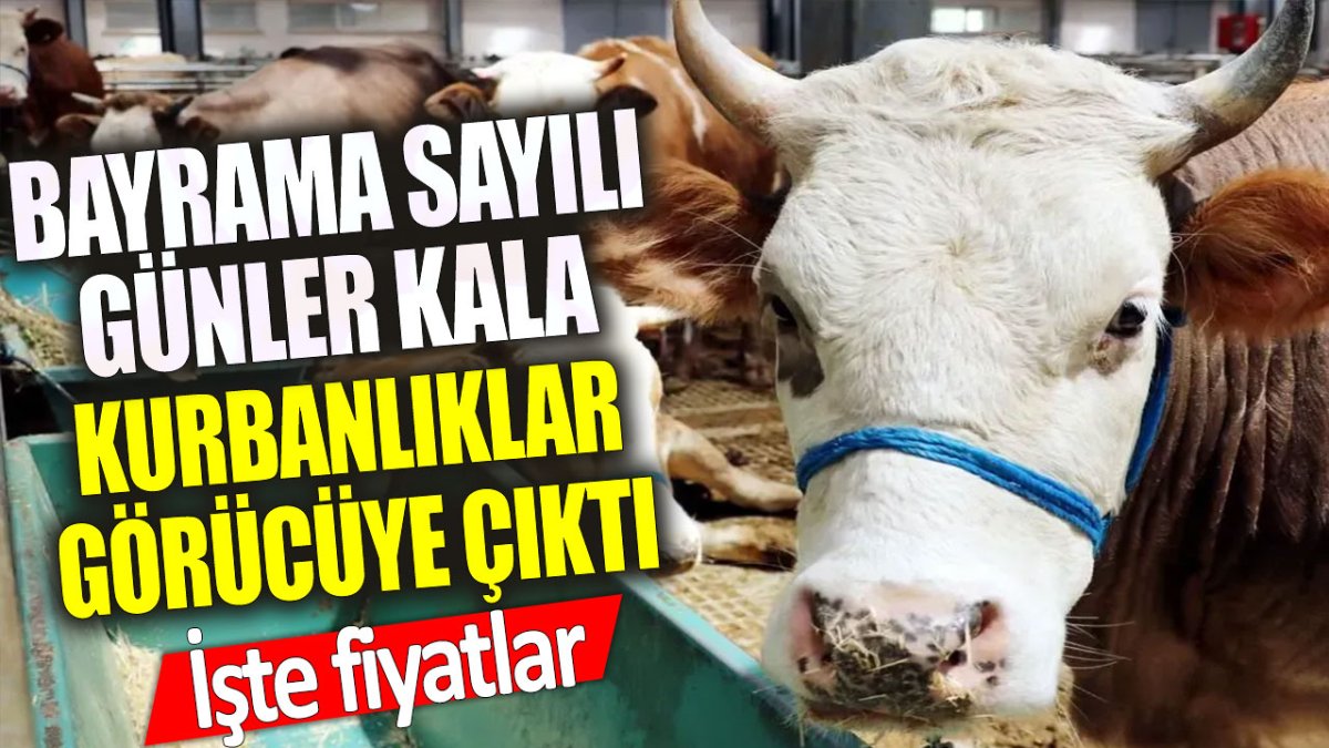 Bayrama sayılı günler kala kurbanlıklar görücüye çıktı: İşte fiyatlar