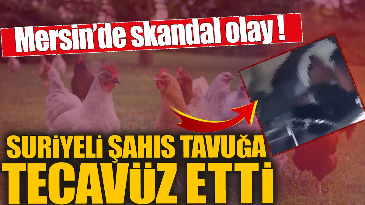 Suriyeli şahıs tavuğa tecavüz etti! Mersin'de skandal olay